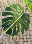 Monstera deliciosa Big Form - XXL