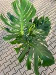 Monstera deliciosa Big Form - XXL
