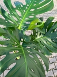 Monstera deliciosa Big Form - XXL