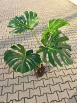 Monstera deliciosa Big Form - XXL