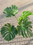 Monstera deliciosa Big Form - XXL