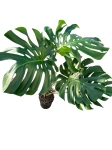 Monstera deliciosa Big Form - XXL