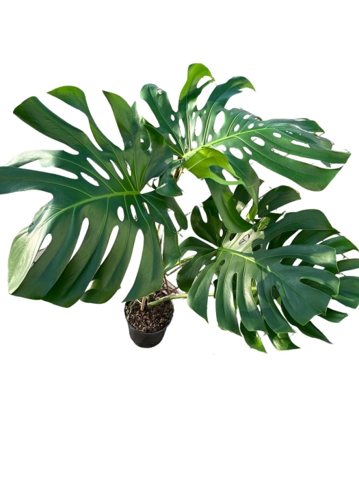 Monstera deliciosa Big Form - XXL