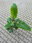 Philodendron subhastatum - XXL