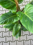 Philodendron subhastatum - XXL