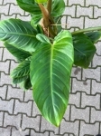 Philodendron subhastatum - XXL