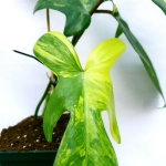 Philodendron Florida Beauty