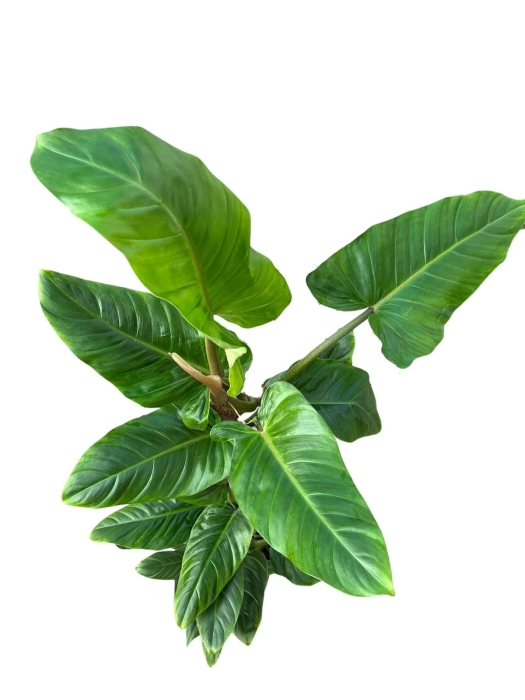 Philodendron subhastatum - XXL