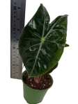 Alocasia Pink Dragon - S