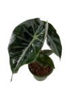 Alocasia Pink Dragon - S
