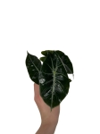 Alocasia Pink Dragon - S