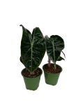 Alocasia Pink Dragon - S