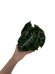 Alocasia Pink Dragon - S