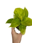 Philodendron Moonlight - M