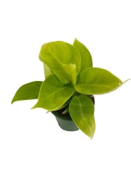 Philodendron Moonlight - M