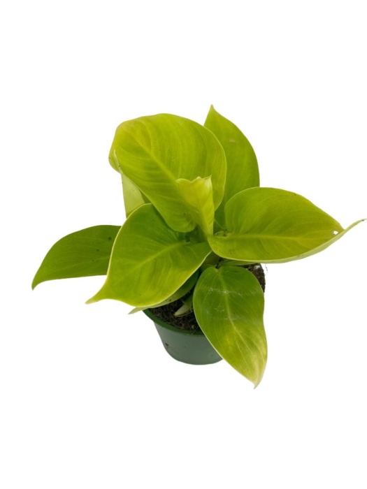 Philodendron Moonlight - M