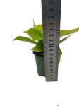 Philodendron Moonlight - M