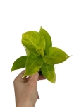 Philodendron Moonlight - M