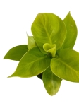 Philodendron Moonlight - M