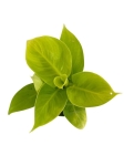 Philodendron Moonlight - M