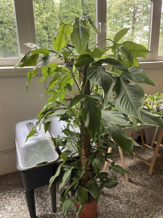 Philodendron camposportoanum - matecznik