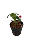 Alocasia scalprum - XS - w podłożu hydroponicznym