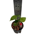 Alocasia scalprum - XS - w podłożu hydroponicznym