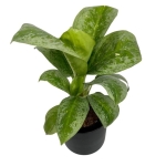 Aglaonema Key Lime