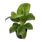Aglaonema Key Lime