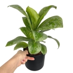 Aglaonema Key Lime