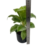 Aglaonema Key Lime
