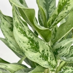 Aglaonema Greyhound