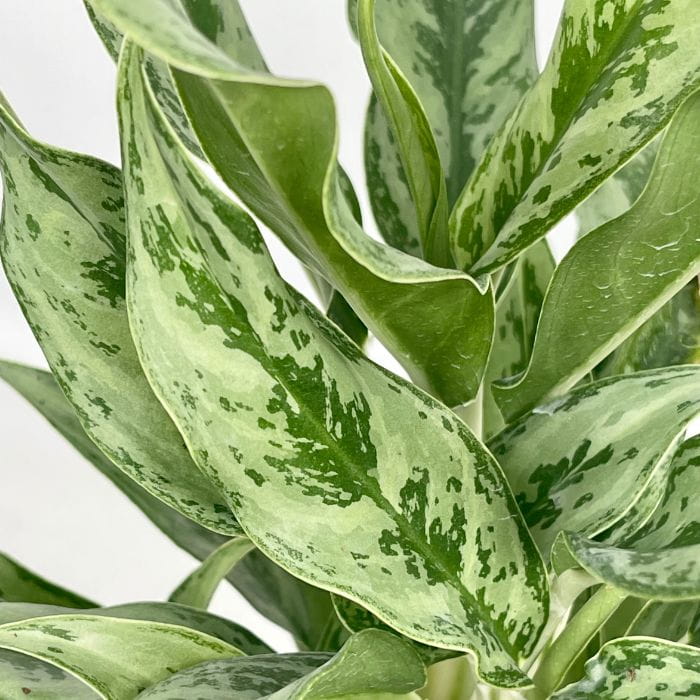 Aglaonema Greyhound