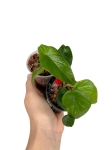 Alocasia scalprum - XS - w podłożu hydroponicznym