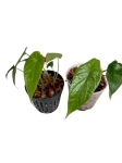 Alocasia scalprum - XS - w podłożu hydroponicznym