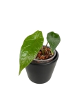 Alocasia scalprum - XS - w podłożu hydroponicznym