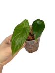 Alocasia scalprum - XS - w podłożu hydroponicznym