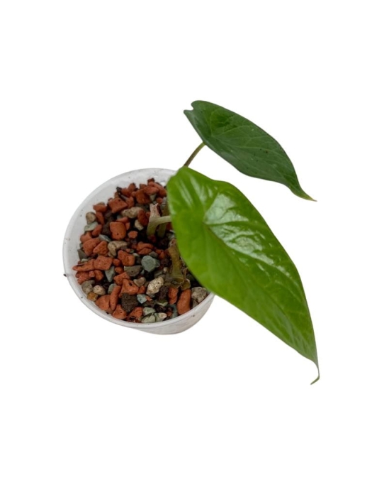 Alocasia scalprum - XS - w podłożu hydroponicznym