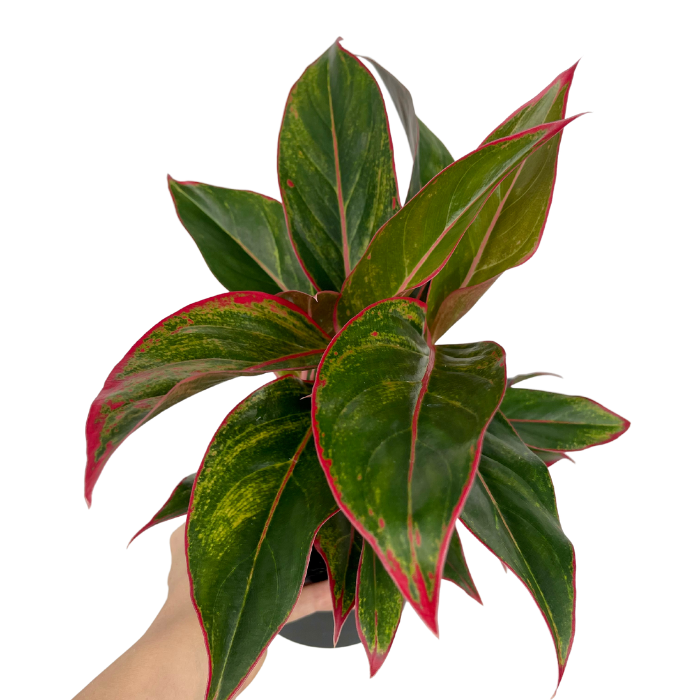Aglaonema King of siam - L