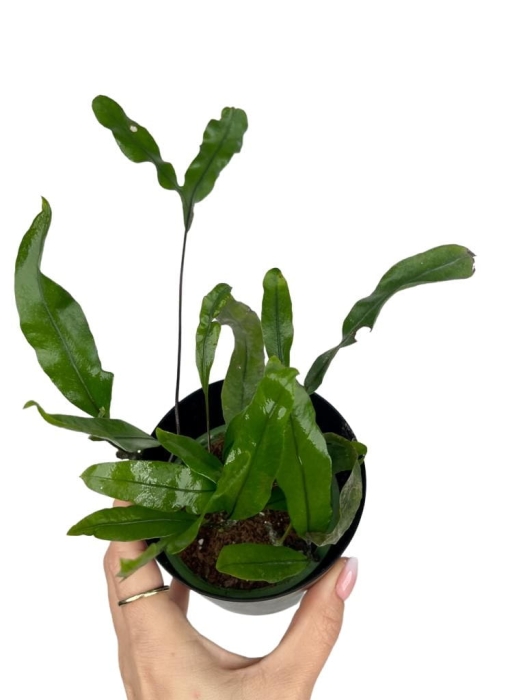 Microsorum diversifolium - paproć kangurza - S