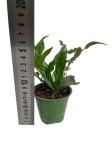 Microsorum diversifolium - paproć kangurza - S