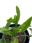 Microsorum diversifolium - paproć kangurza - S