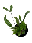 Microsorum diversifolium - paproć kangurza - S