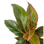 Aglaonema King of siam - L