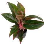 Aglaonema King of siam - L