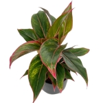 Aglaonema King of siam - L