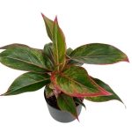 Aglaonema King of siam - L