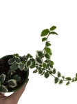 Ficus pumila 'Bellus' - S