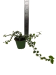 Ficus pumila 'Bellus' - S