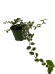 Ficus pumila 'Bellus' - S